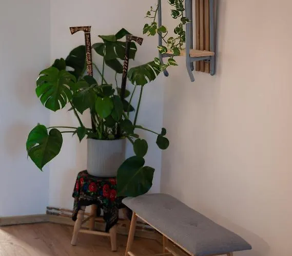 Rzut Beretem * זקופאנה